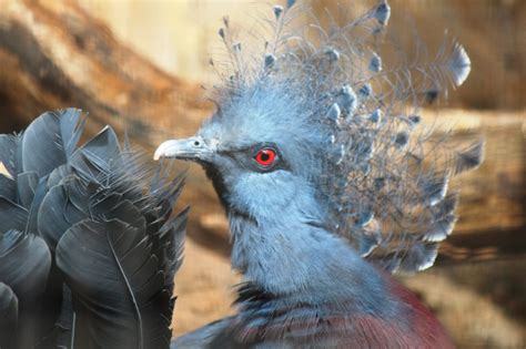 Victoria Crowned Pigeon - Honolulu Zoo Society