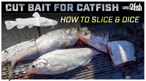 Cut Bait For Catfish 3 Ways To Cut For Rigging YouTube