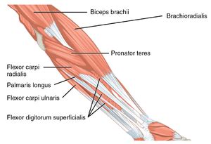 Medial Epicondyle Tendinopathy - Physiopedia