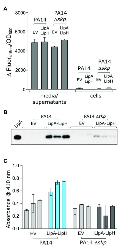 Deletion Of Skp Gene In P Aeruginosa Abolishes Lipa Secretion A The