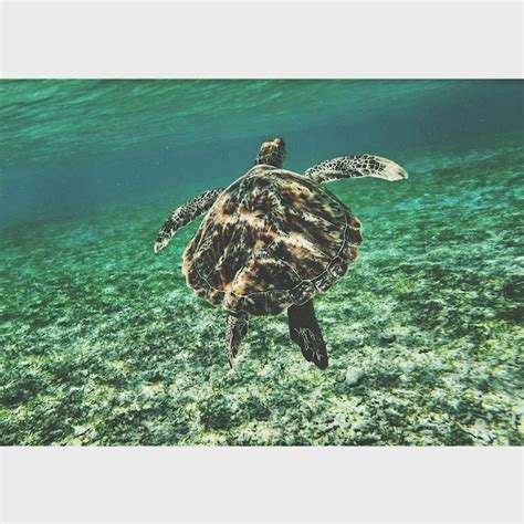 Premium Photo | Turtle swimming in sea