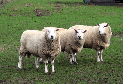 Three sheep in a row © Evelyn Simak cc-by-sa/2.0 :: Geograph Britain ...
