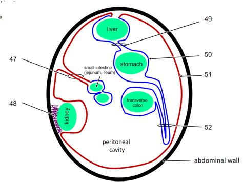 Peritoneum Diagram | Quizlet