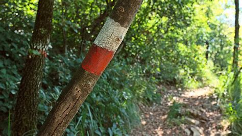 sentiero 3 bosco 16 sentieri curiosità informazioni sul Monte