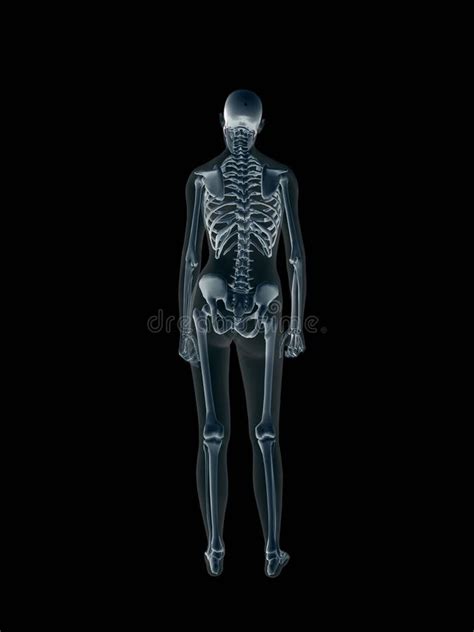 Xray X Ray Of The Human Body Man And Woman Stock Illustration