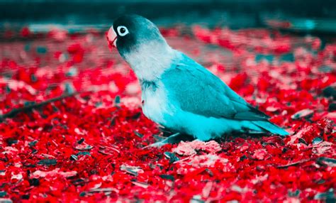 Blue and White Parakeet on Red Flooring · Free Stock Photo