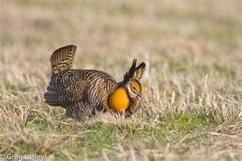 Greater Prairie-Chicken in April 2008 by Greg Lasley. Greater Prairie ...