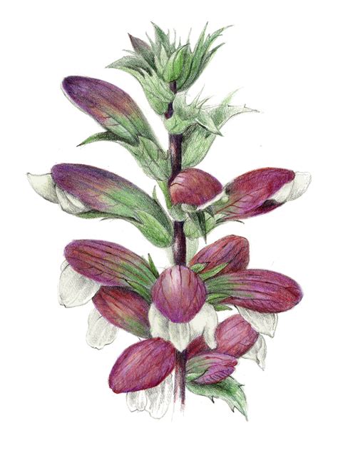 Flowers — Botanical Artist And Illustrator Learn To Draw Art Books Art