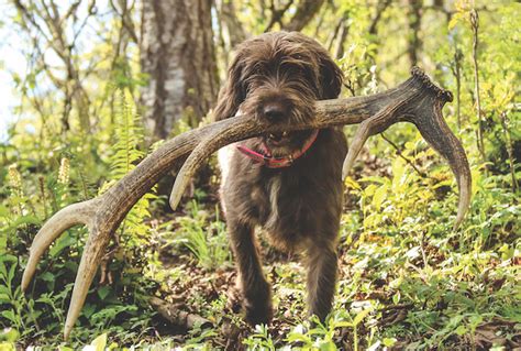 Shed Hunting: Tips, Timing, Training - Game & Fish