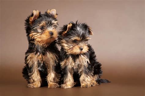 Why Are Yorkies So Expensive 10 Reasons