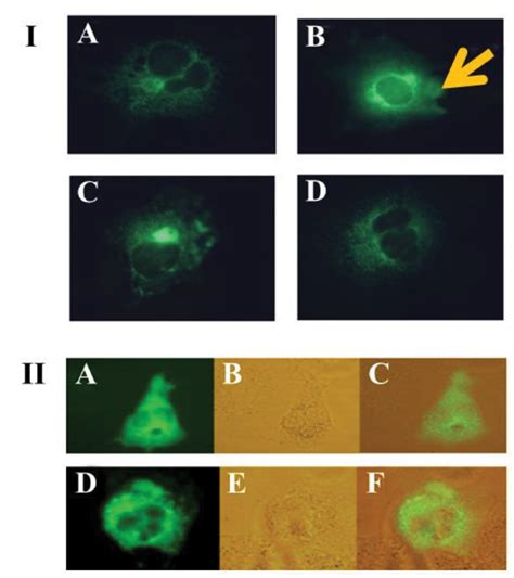 Expression Of Hp Sec GFP In COS Cells I A Strong Green Fluorescent