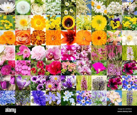 Collage mosaic of summer flowers blossoms in Europe. Lot of different ...