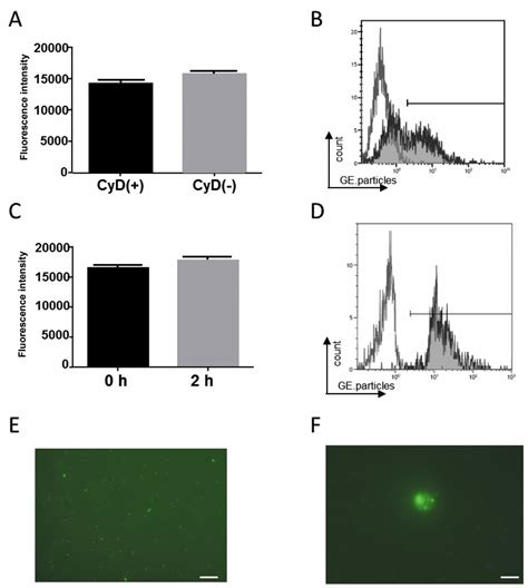 Measurement Of The Phagocytic Activity Of Human Peripheral Blood Using