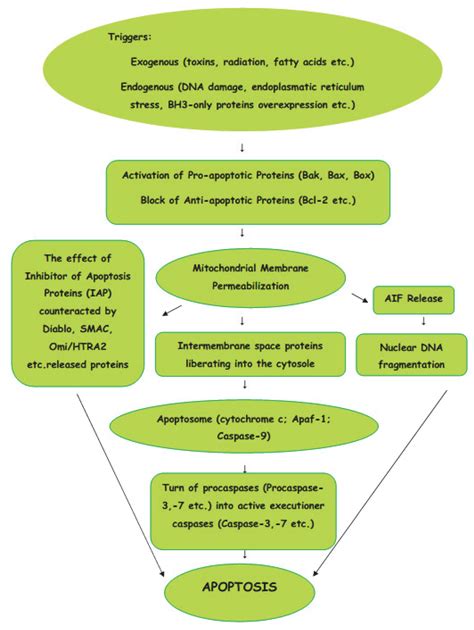 Apoptosis Regulators Bcl 2 And Caspase 3 Encyclopedia MDPI