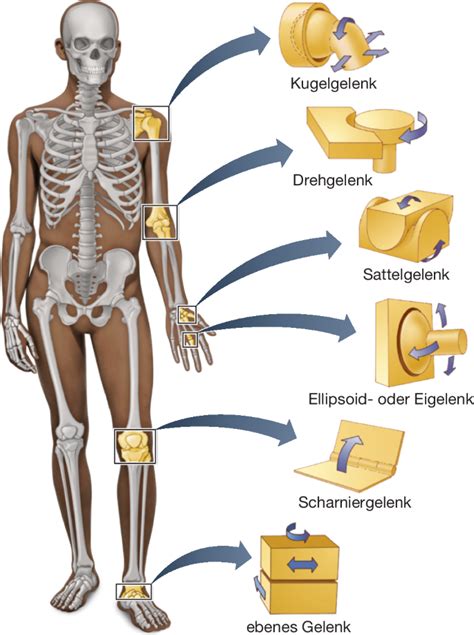 Detail Anatomie Skelett Mit Muskeln Koleksi Nomer 24