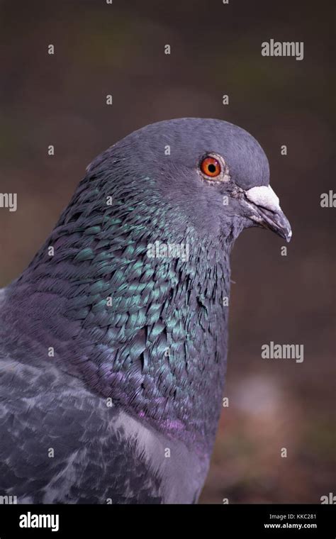 Close up of a pigeon Stock Photo - Alamy