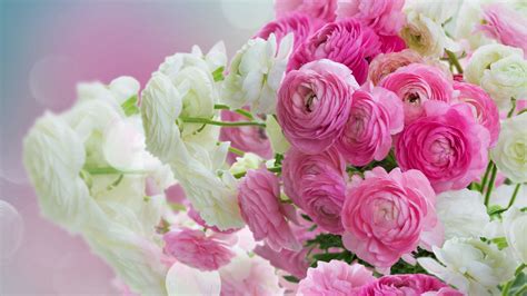 Pink White and Pink Roses 4K HD Pink Wallpapers | HD Wallpapers | ID #37260