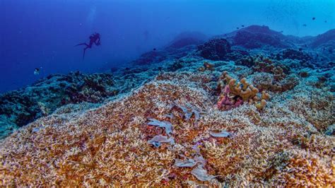 Una Expedición Científica Con Miembros Españoles Descubre El Coral Más