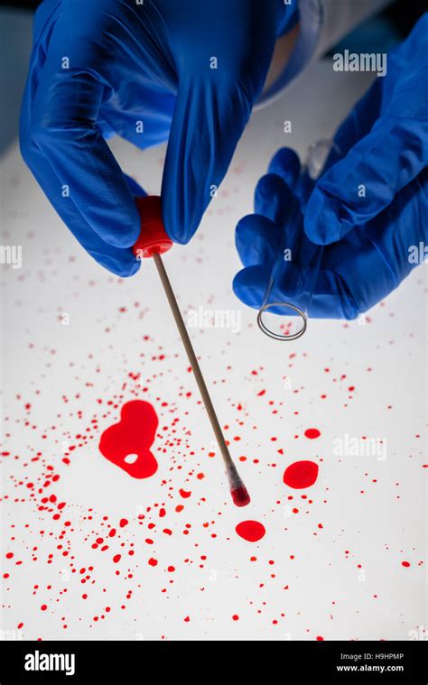 Forensic Technician Taking Dna Sample From Blood Stain With Cotton Swab