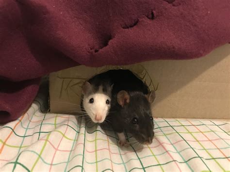 Harry Marv comparisons are trending as the classic film returns 18