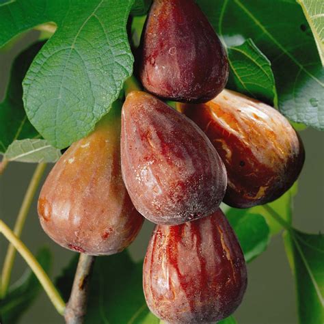 Fig Germination ,Growing ,Care, Use and its Surprising Health Benefits.