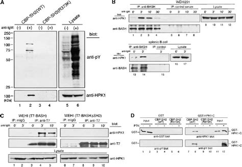 Figure 1 From B Cell Adaptor Containing Src Homology 2 Domain Bash