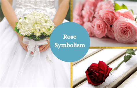 Rose – Symbolism and Meaning - Symbol Sage