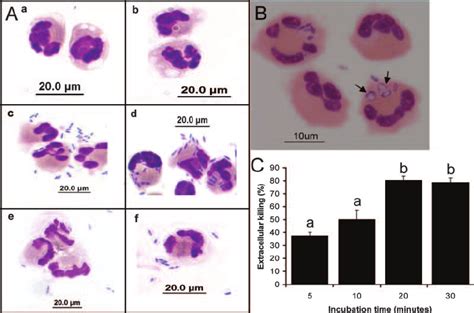 Phagocytosis A And Intracellular B And Extracellular C Killing Of