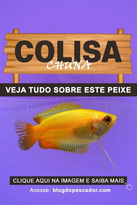 Colisa Chuna Saiba Tudo Sobre Este Peixe Peixes Peixes De Agua