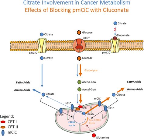 Schematic Drawing Showing The Effects Of Extracellular Citrate On