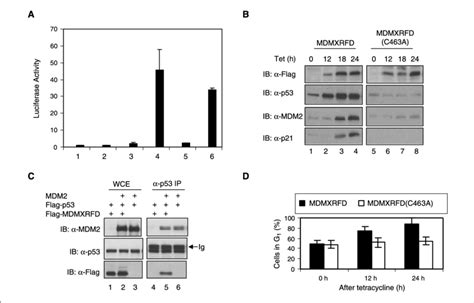 Disruption Of The Binding Of MDMX To MDM2 Results In Marked P53