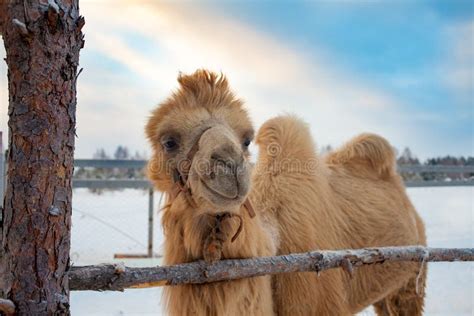 A camel in the snow stock image. Image of asia, nature - 136595201