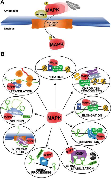 Shaping the Transcriptional Landscape through MAPK Signaling | IntechOpen 