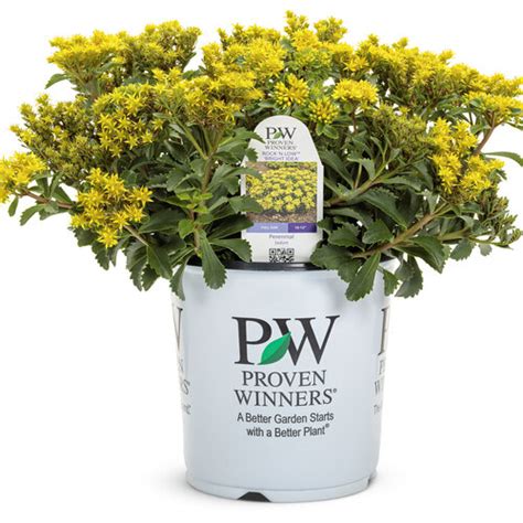 Rock N Round Bright Idea Stonecrop Sedum Hybrid Proven Winners