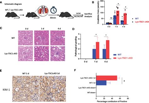 Frontiers Tsc1 Affects The Process Of Renal Ischemia Reperfusion