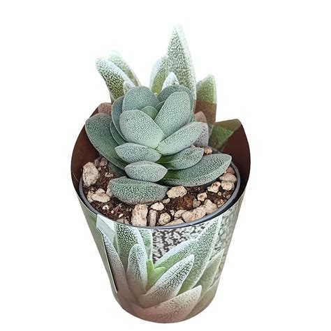 Crassula tecta — Plant Wholesale FlorAccess