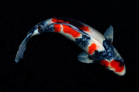 Sanke Koi Fish History And Identification