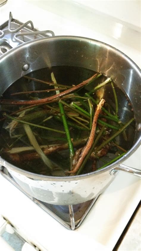 Sassafras tea from our recently discovered sassafras trees! : r