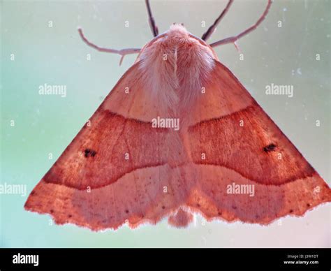 Scalloped Oak Moth Stock Photo Alamy