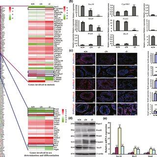 Germ‐cell meiosis and differentiation is arrested at the zygotene stage ...