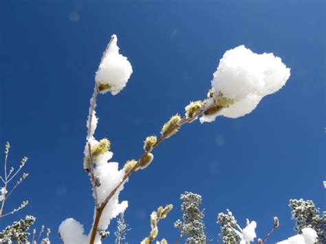 Snow And Pussy Willows Wilderness Dweller