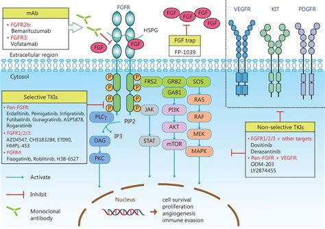 Current Progress In Cancer Treatment By Targeting FGFR Signaling