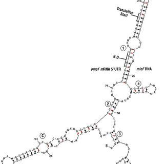 Phylogenetic Tree Of Micf Sequences Determined By Dnastar Program