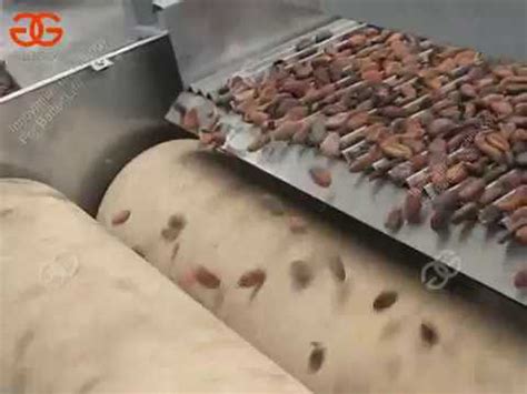 Cocoa Bean Peeling Machine Work Video Cocoa Processing Machine Youtube