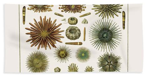 Slate Pencil Sea Urchins, Long Spined Sea Urchin, Hatpin Urchins, Black Sea Urchin, Mine Urchins ...