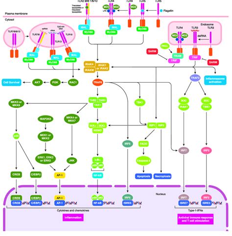 Traf6 Signaling Pathway