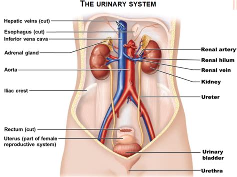 Urinary System Urinalysis Flashcards Quizlet