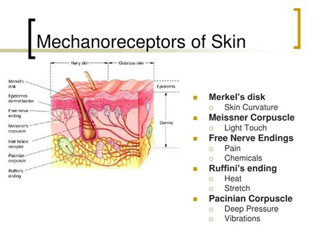 Ppt The Integumentary System Powerpoint Presentation Free Download