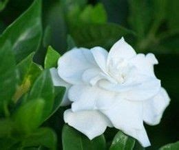 Gard Nia Culture Floraison Et Entretien Growing Gardenias