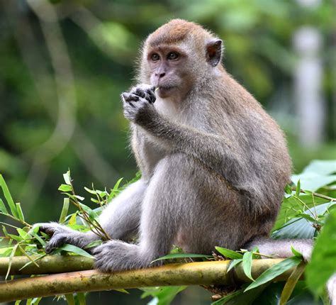 what do monkeys drink 3